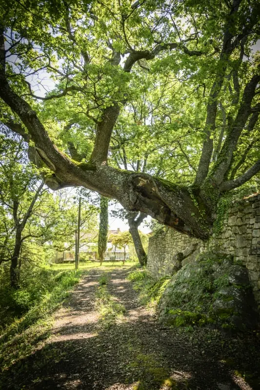 La Bohème, Bastide Exceptionnelle Dans Un Parc Immense.
