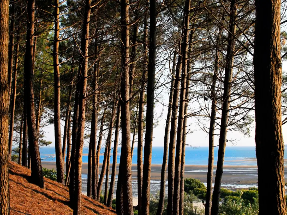 Location de Vacances Arcachon 224
