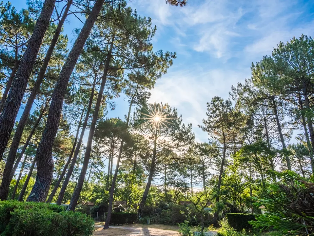 Camping Les Goélands 31 étoiles★ - Plage