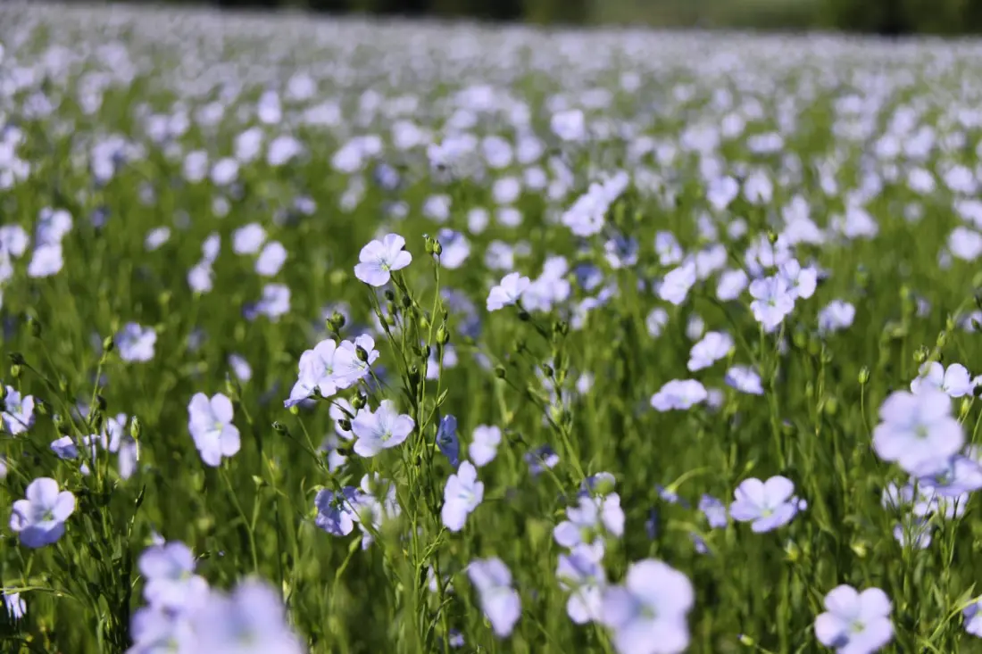Gîte de France Gîtes de france® - fleur de lin 3 épis