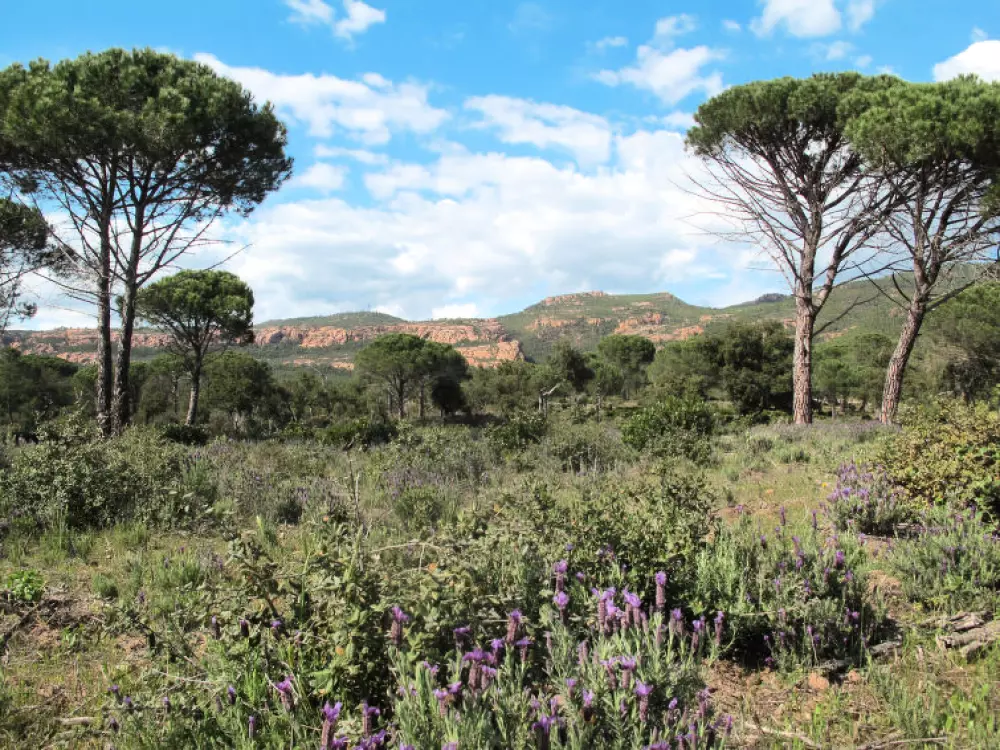 Maison de Vacances Bagnols en Forêt