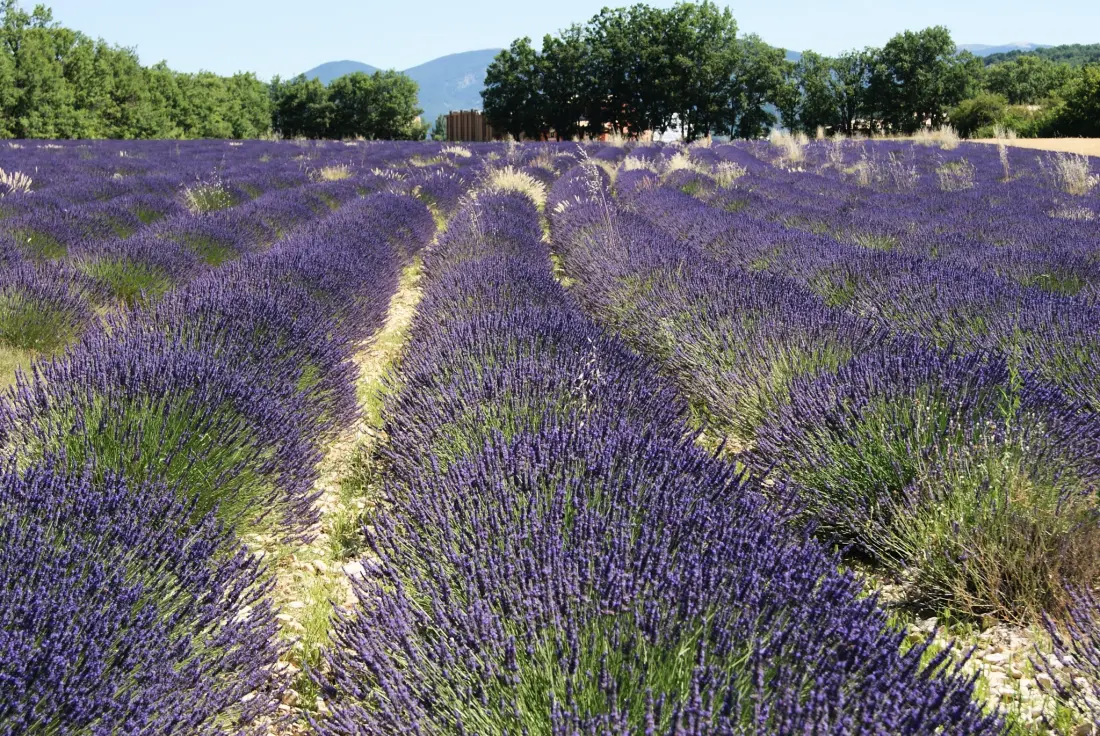 Flower Camping l'Epi Bleu 4 étoiles★★★★