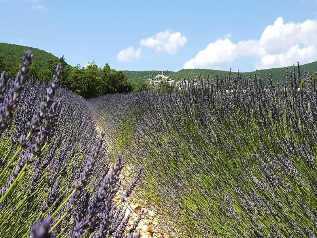Flower Camping l'Epi Bleu 4 étoiles★★★★