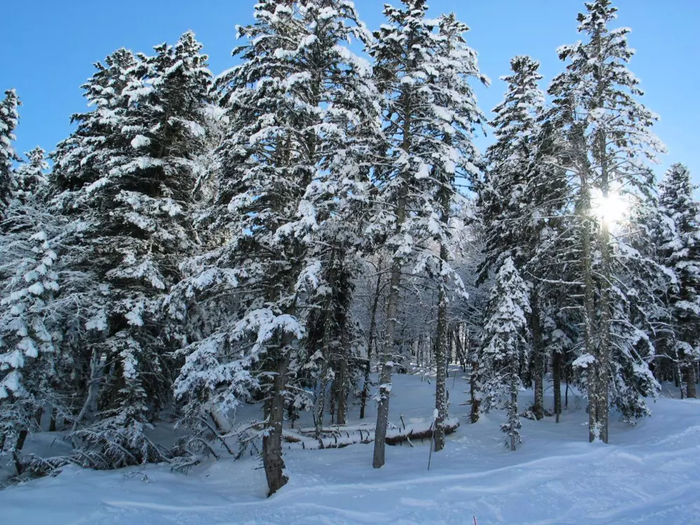 Résidence Bois De Marie
