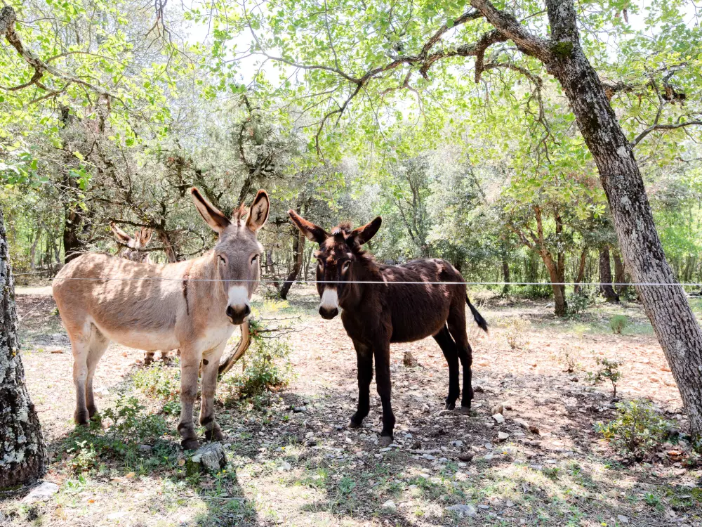 Maison de Vacances Baudinard sur Verdon