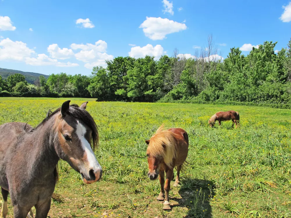 Résidence Marjolaine