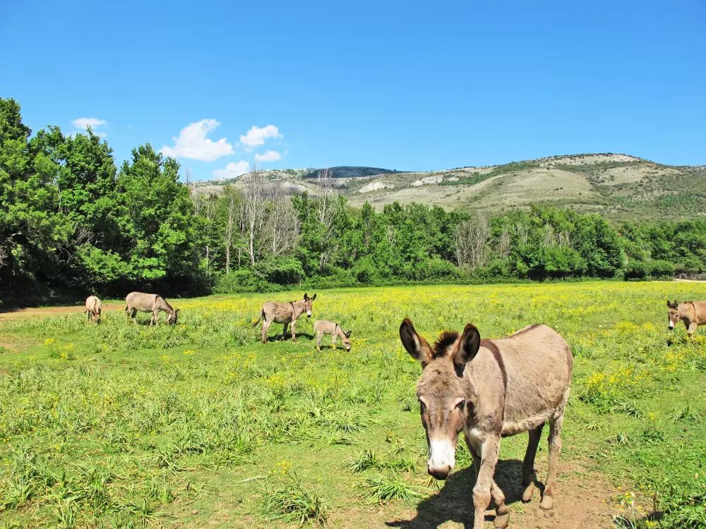Résidence Marjolaine