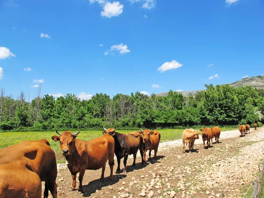 Résidence Marjolaine