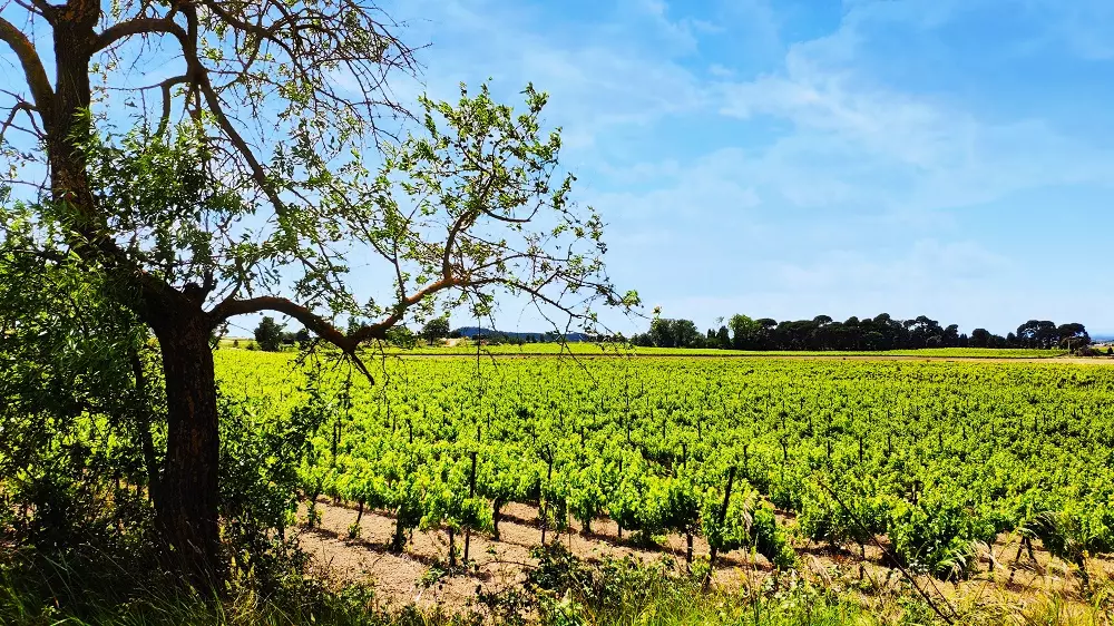 Résidence pavillonnaire avec 3 piscines communes à Béziers