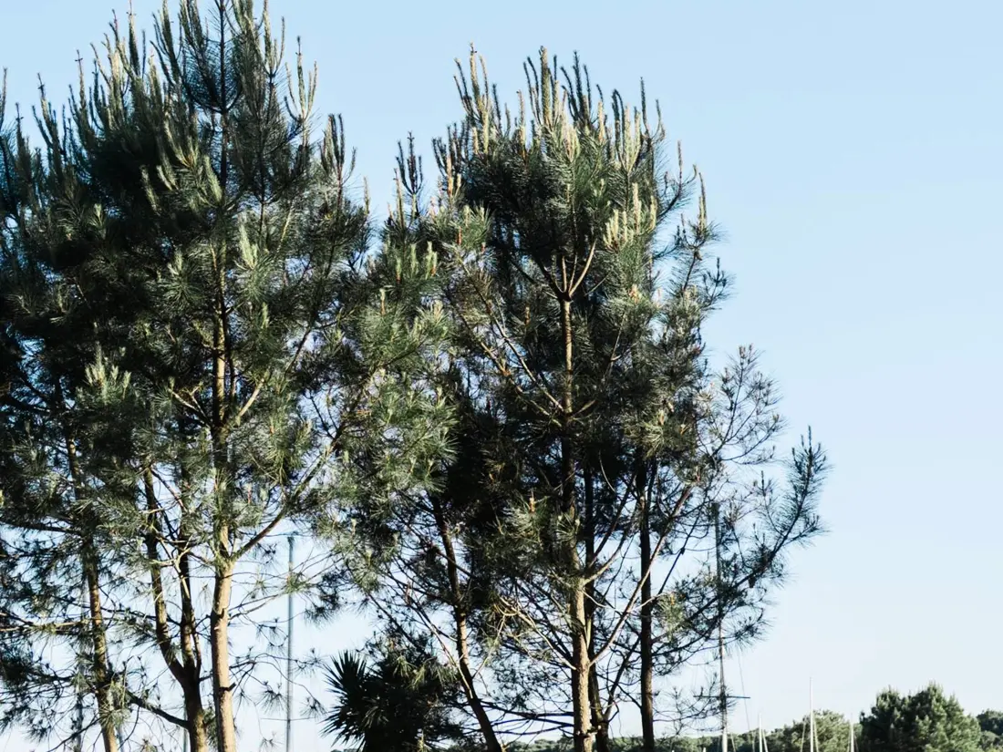 Location de Vacances Biscarrosse 335