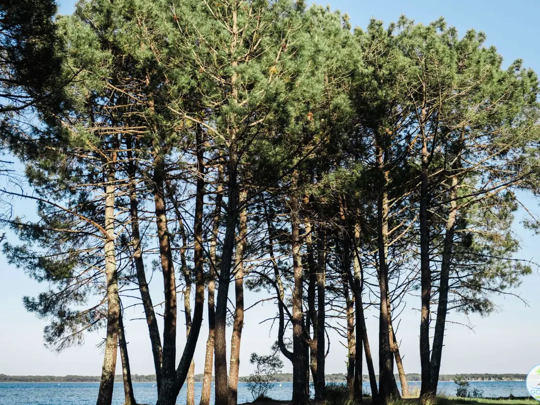 Location de Vacances Biscarrosse 347