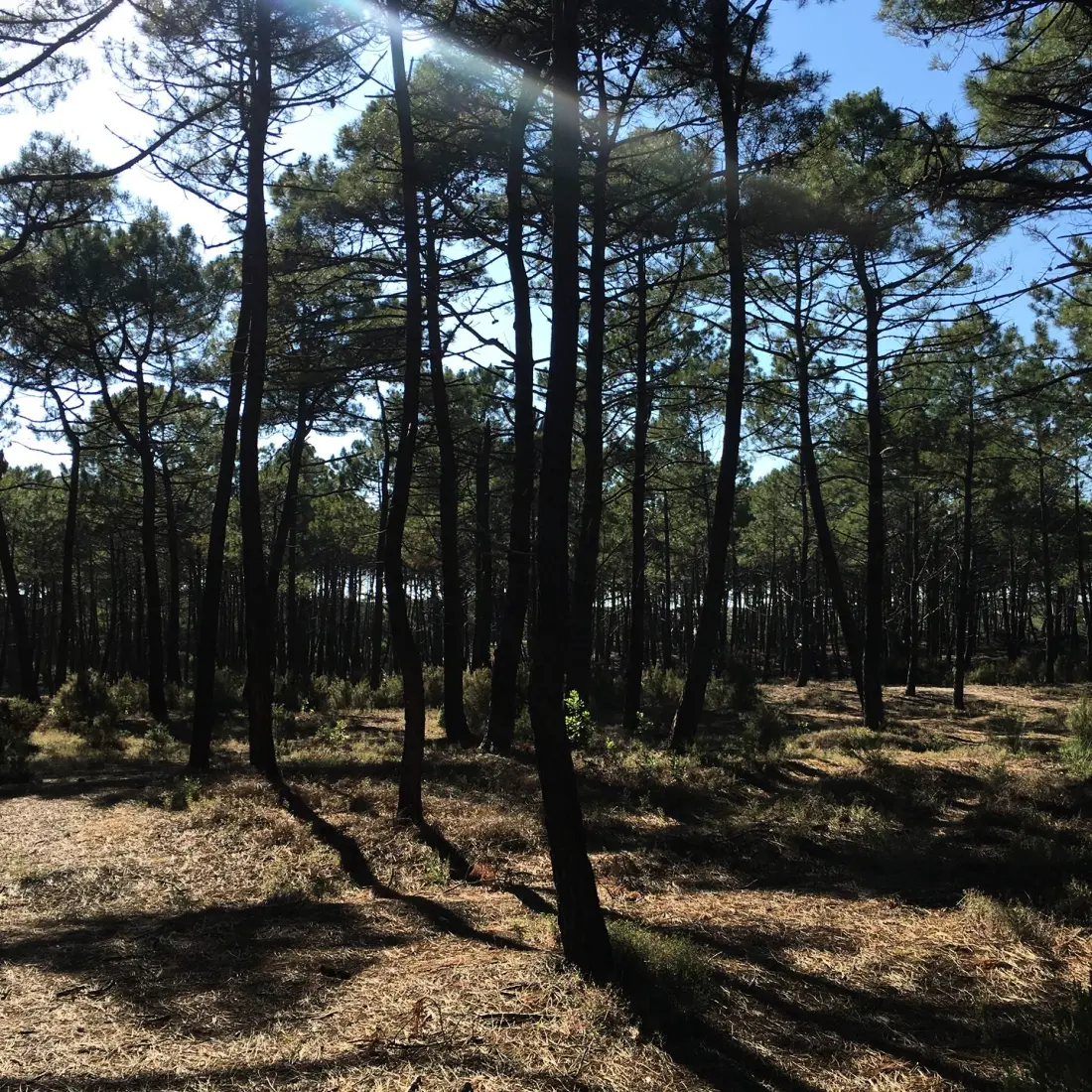 Résidence 42croixdusud-biscarrosse