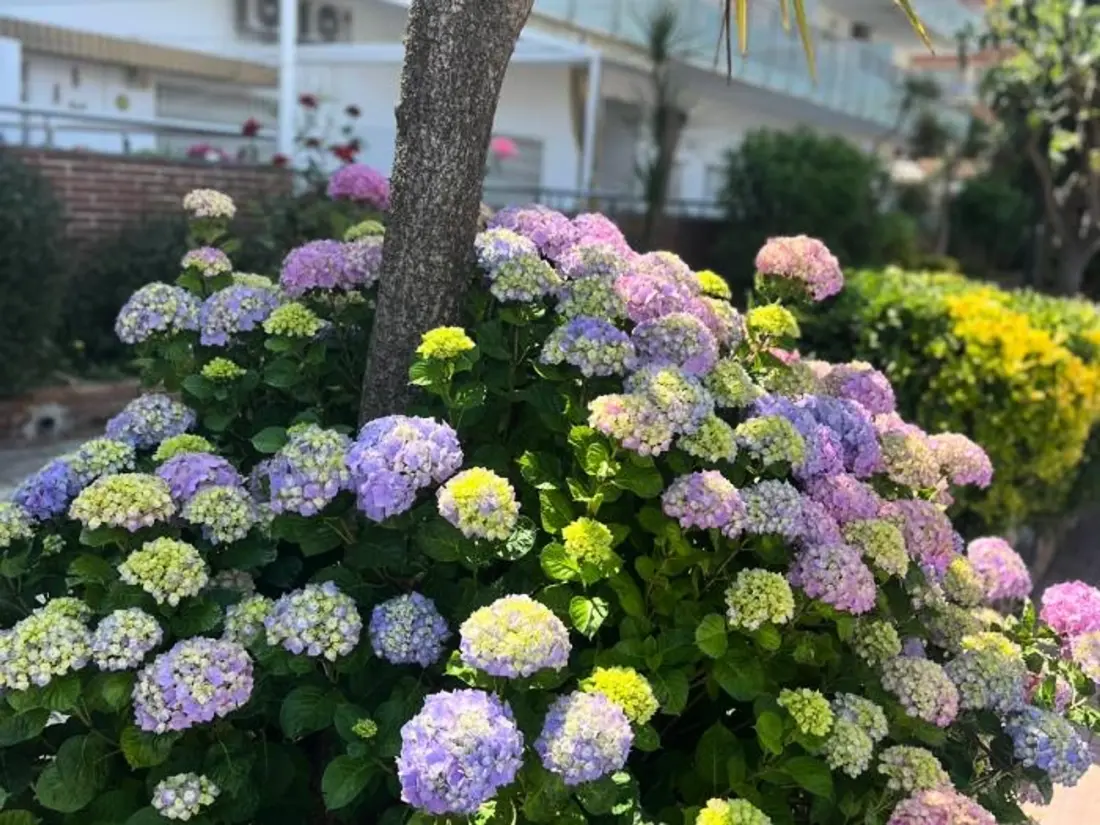 Location de Vacances Blanes 47
