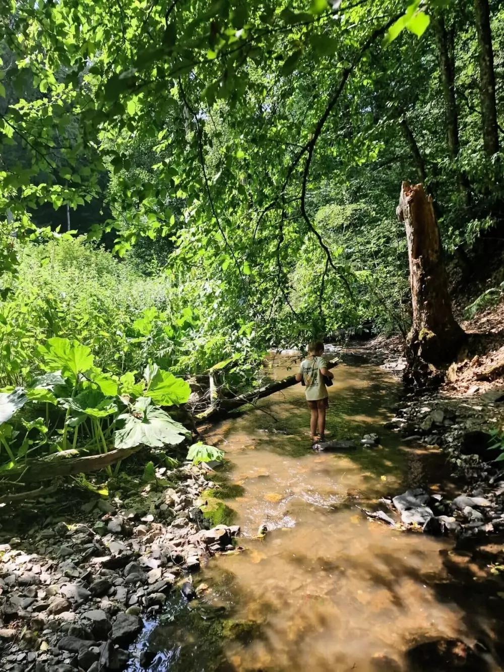 Camping Bockenauer Schweiz (Vodatent)