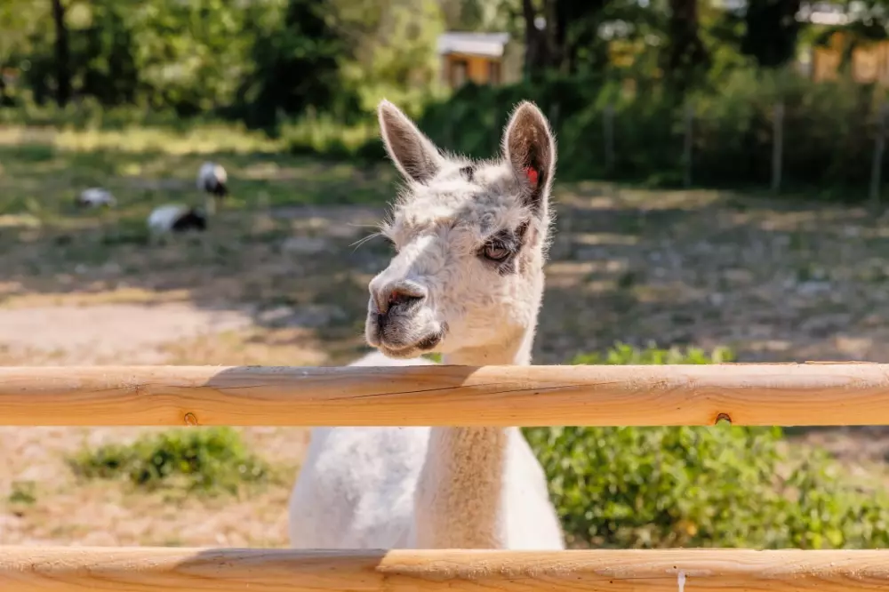 Camping maeva Escapades Le Bois Joli 4 étoiles★★★★