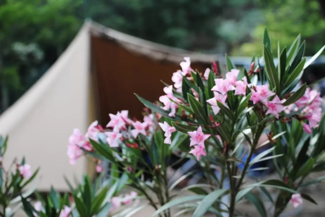Camping Lou Cabasson 3 étoiles★★★ - Maeva Camping