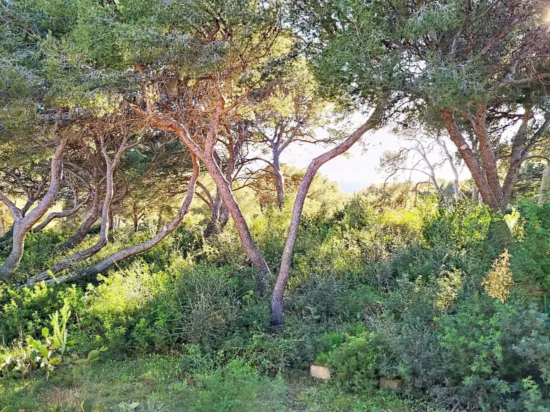 Location de Vacances Bormes-les-Mimosas 100