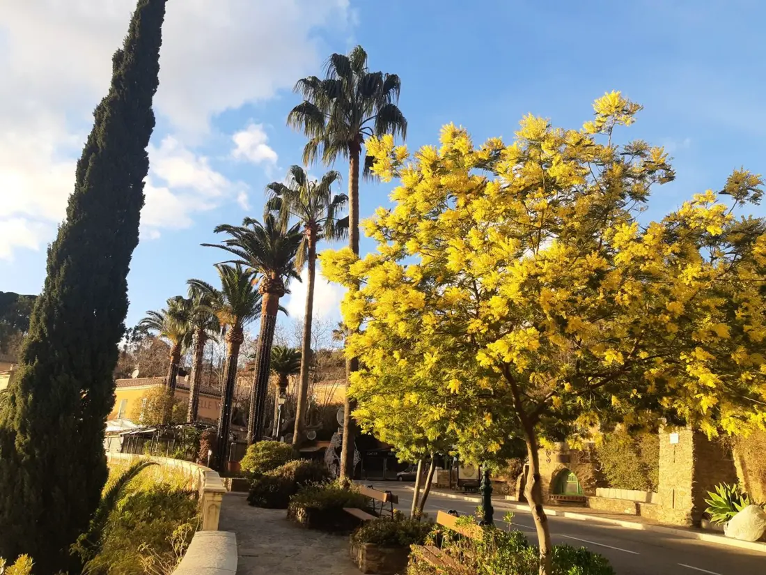 Location de Vacances Bormes-les-Mimosas 271