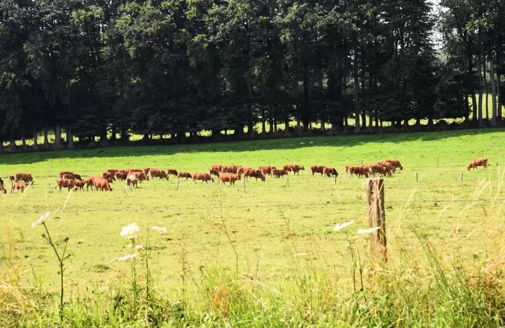 Gîte de France Gîtes de france® - le cottage 4 épis