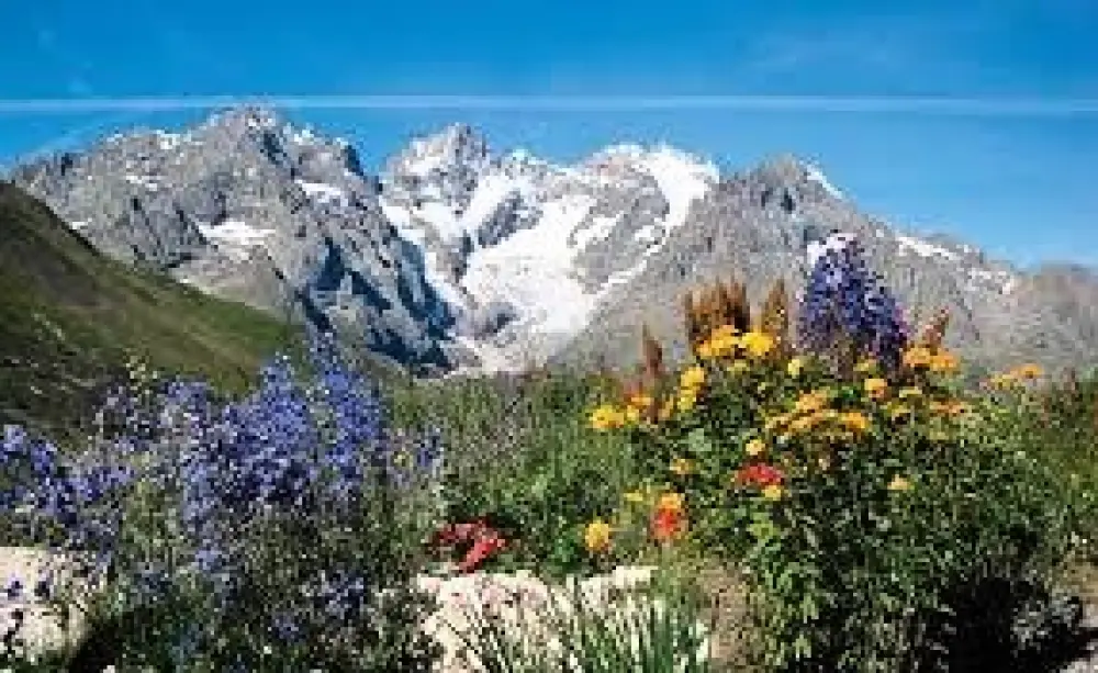 Flower Camping  A La Rencontre du Soleil 4 étoiles★★★★