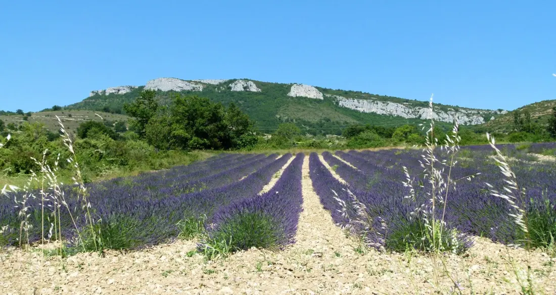 CAMPING DU LION 3 étoiles★★★