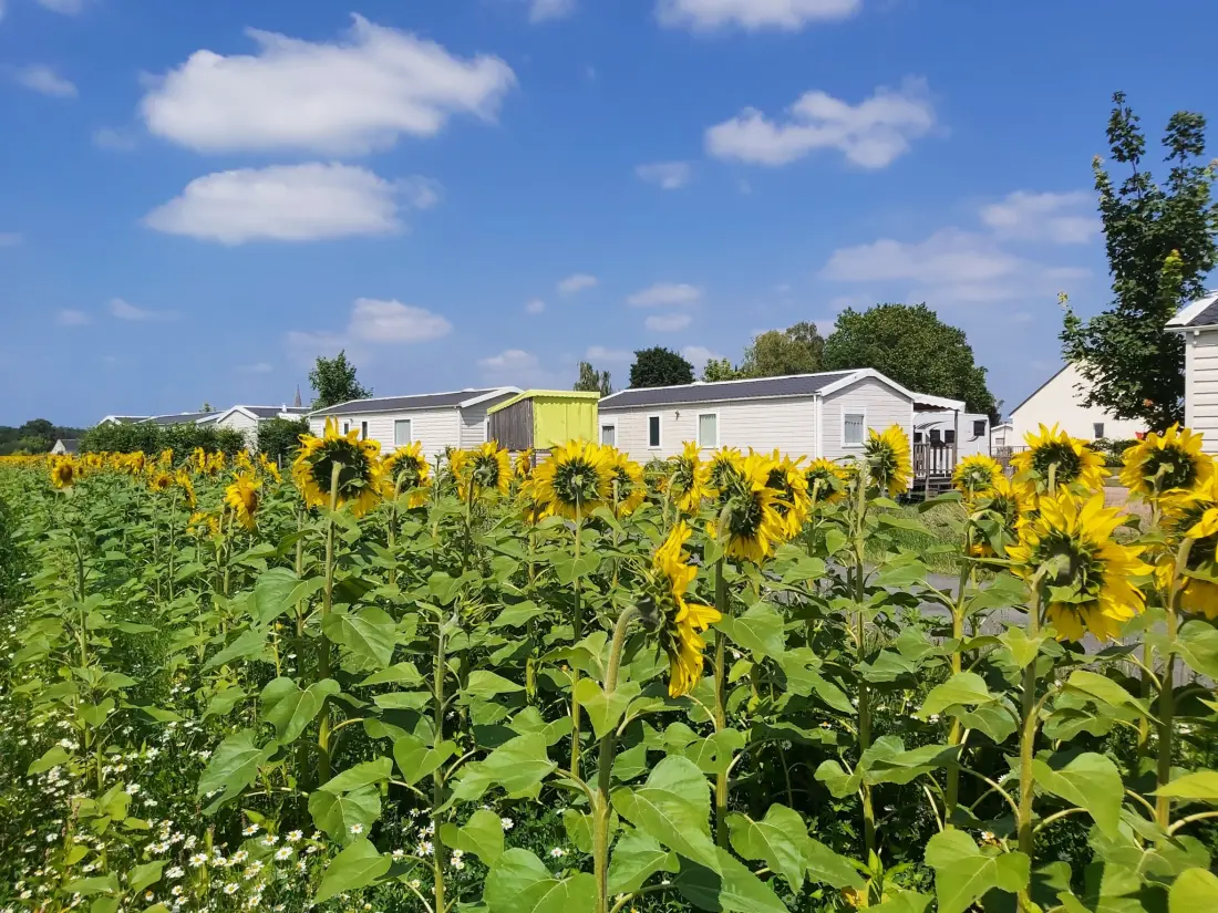 Flower Camping Loire et Châteaux 4 étoiles★★★★