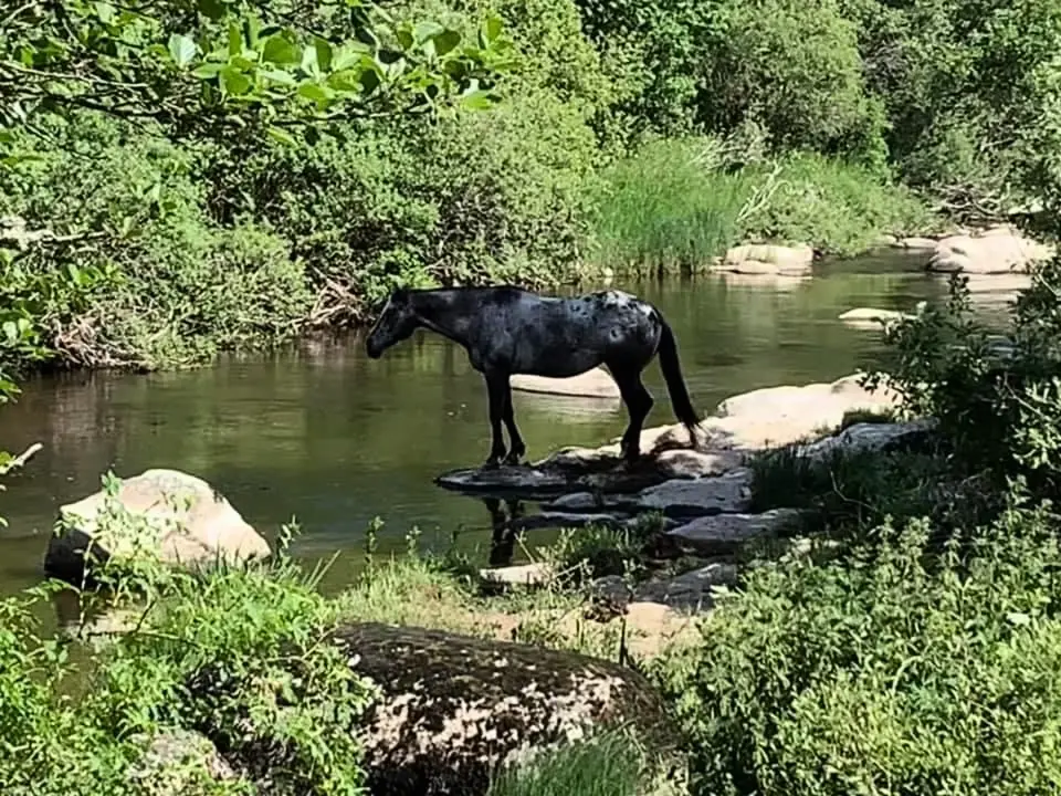 Gîte de France La truyère, à la chaldette 3 épis