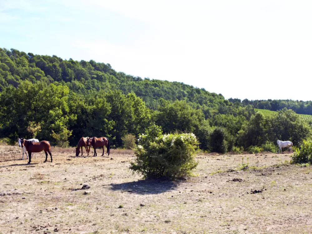 Maison de Vacances Callian