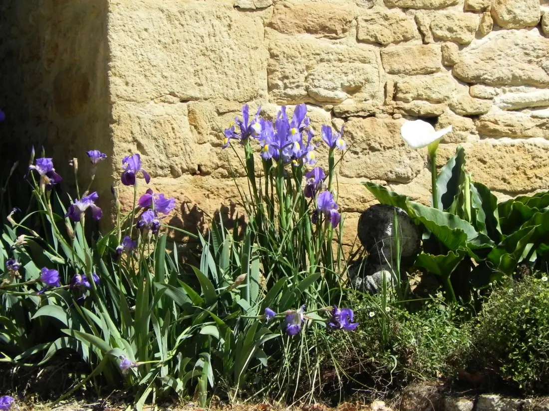 Maison de Vacances Calviac-en-Périgord 6