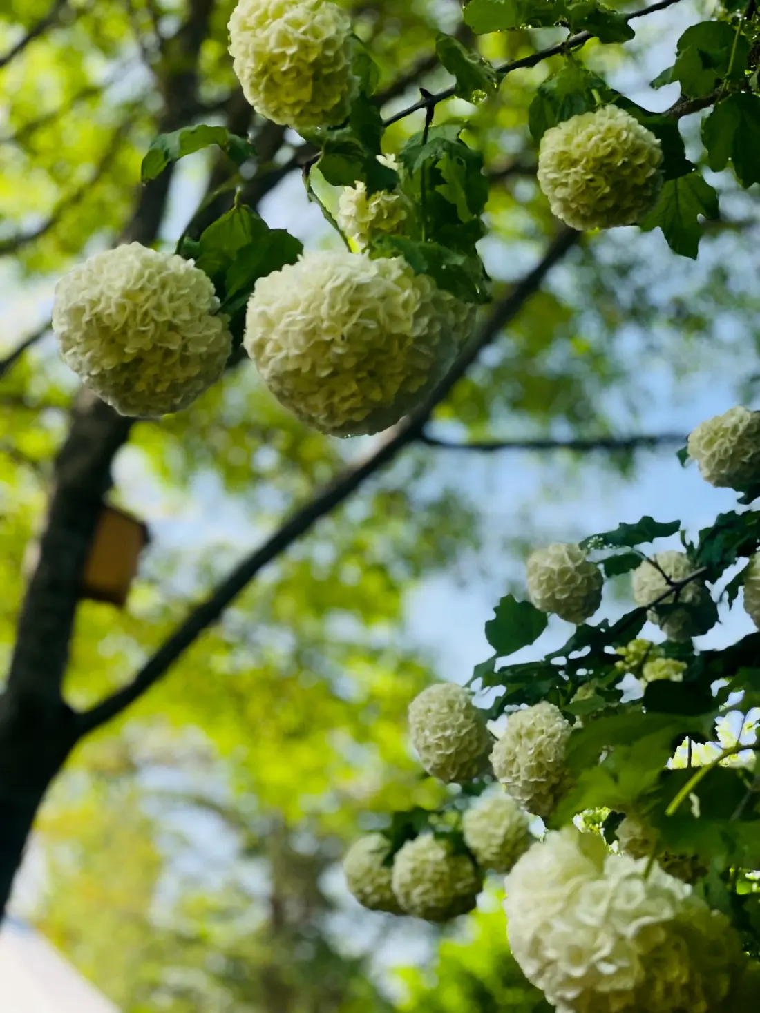 Flower Camping LA PIBOLA 3 étoiles★★★