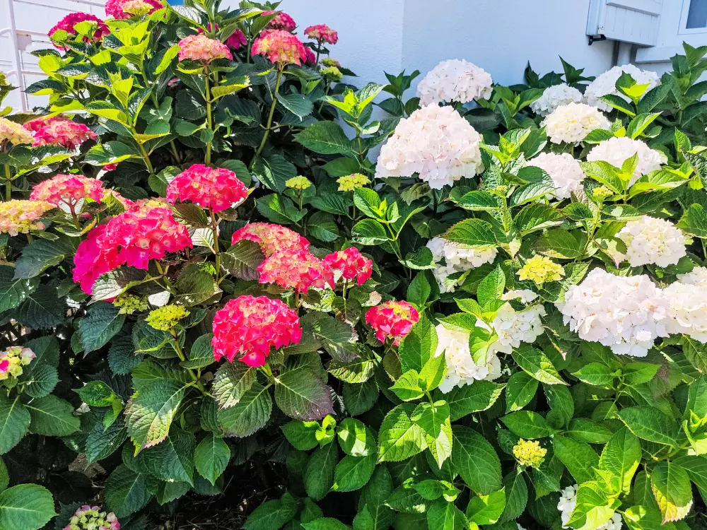 Résidence La Note Bleue