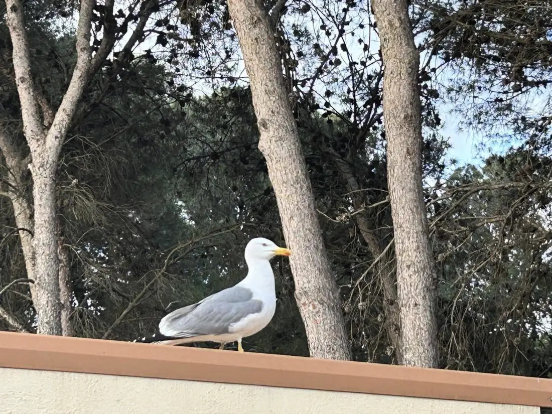 Location de Vacances Cap d'Agde 573