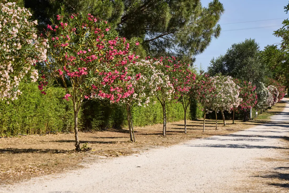 Camping Village Club Costa d'Argento 3 étoiles★★★