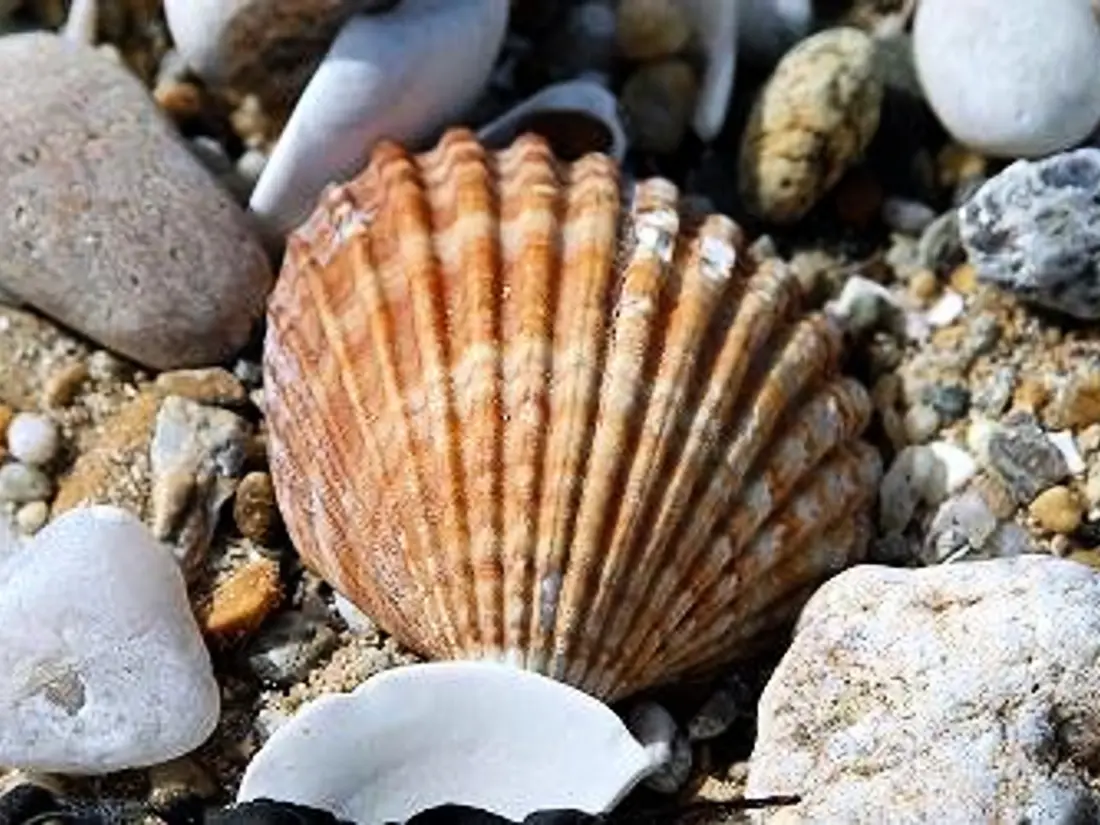 Location de Vacances Carnac 182
