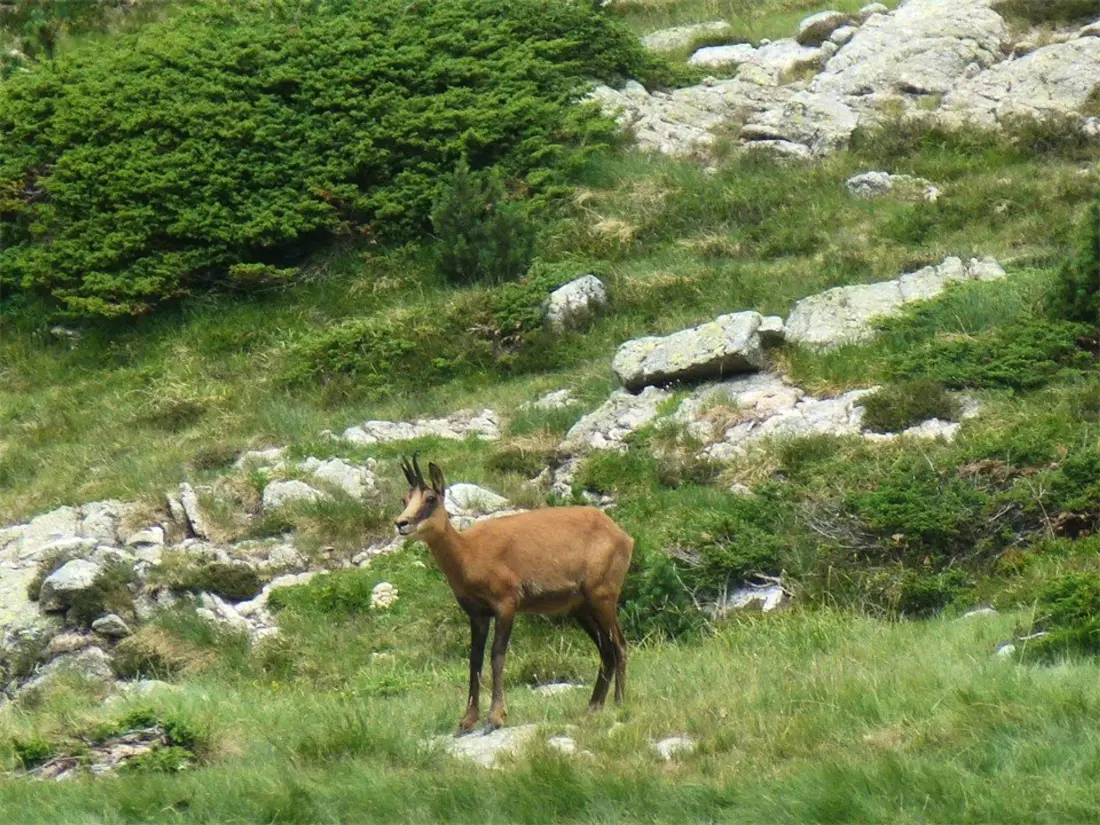Location de Vacances Cauterets 197