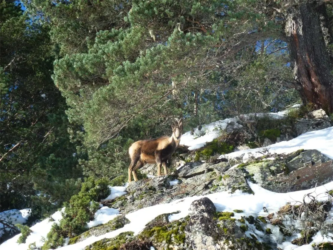 Location de Vacances Cauterets 214