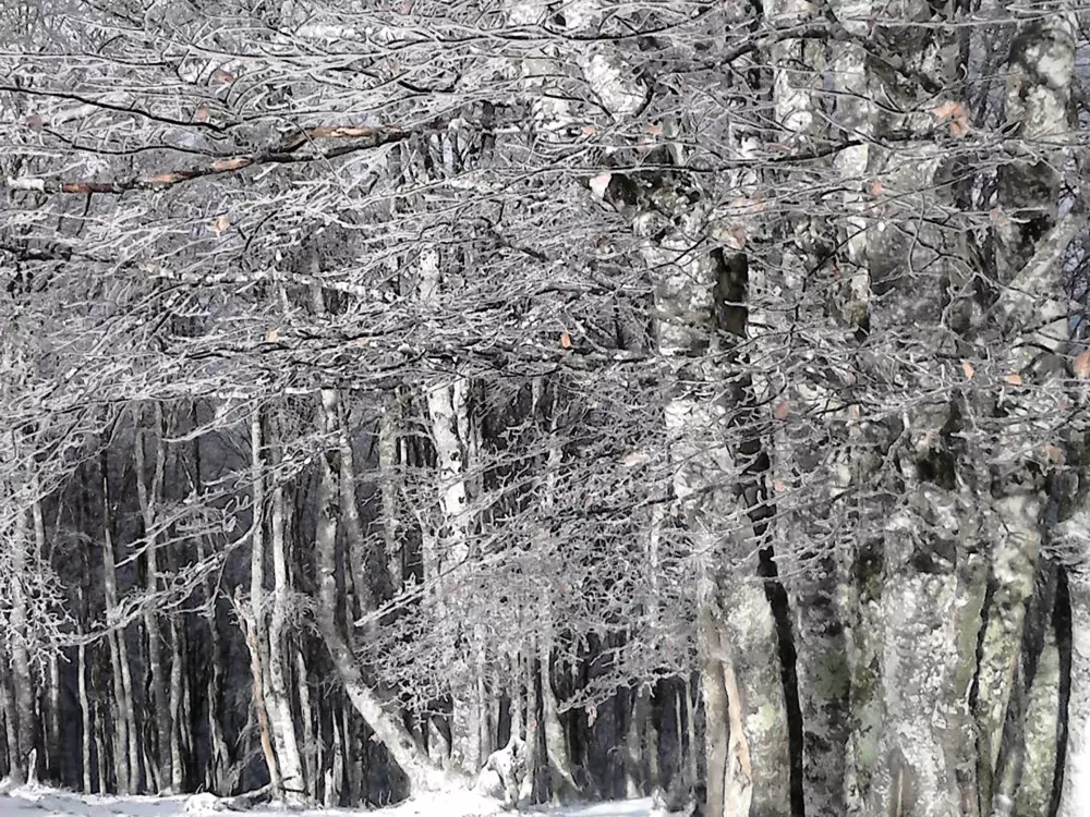 Location de Vacances Cauterets 865