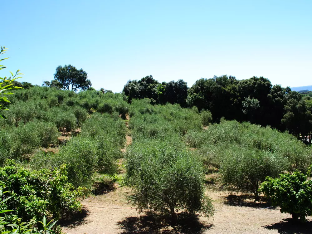 Maison de Vacances Cervione