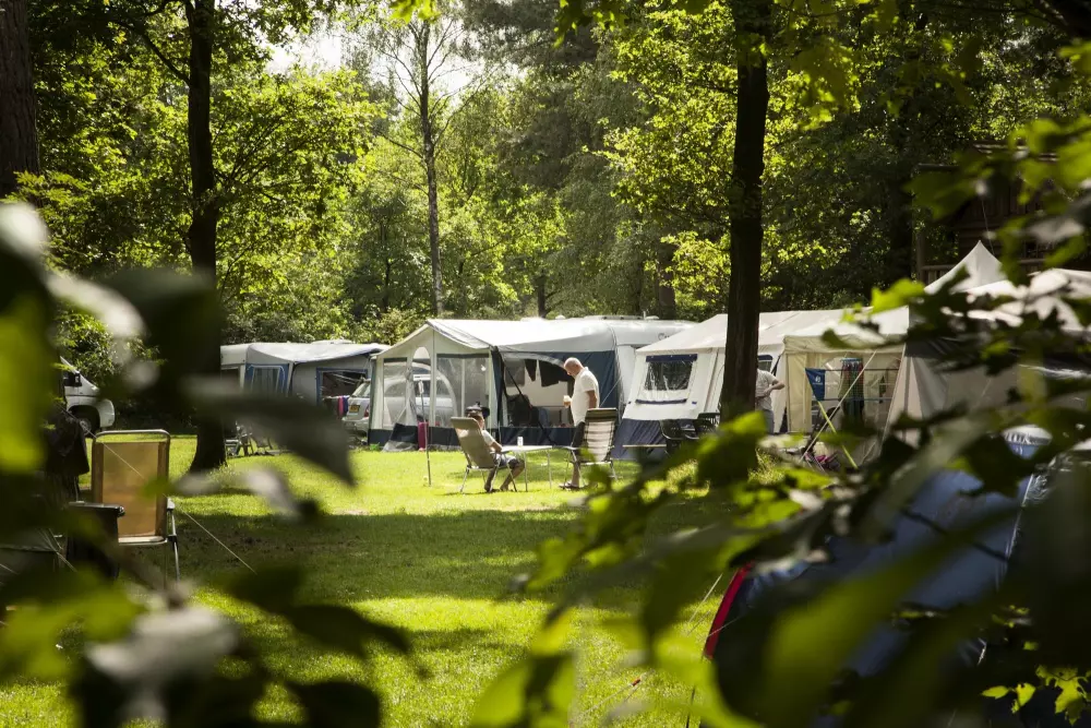 RCN de Flaasbloem 5 étoiles★★★★★