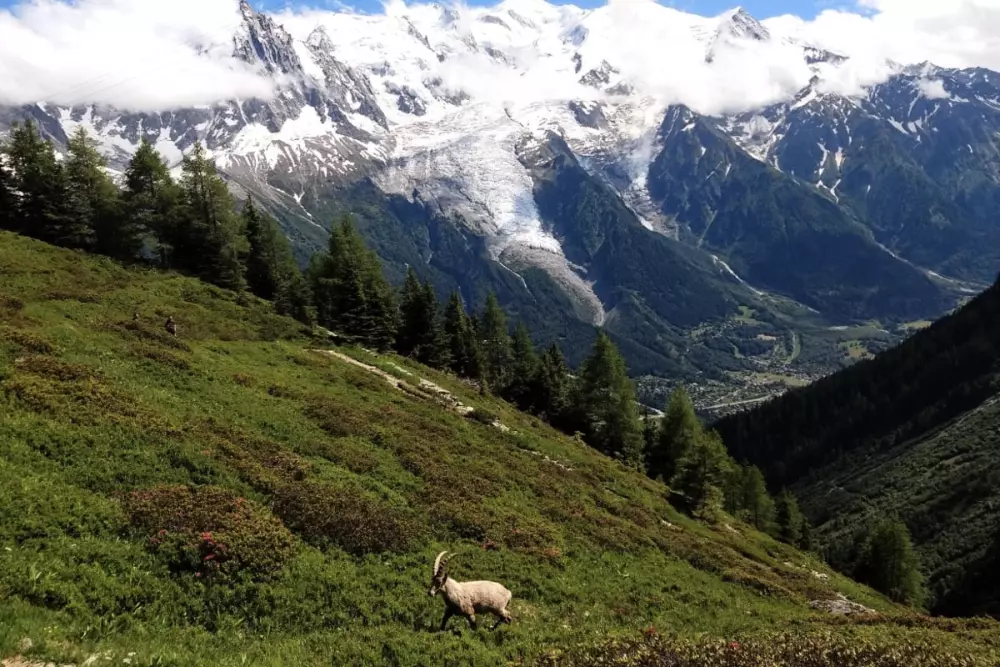 Ski De Printemps ☀️ Vue Mont-blanc, Chalet Cosy