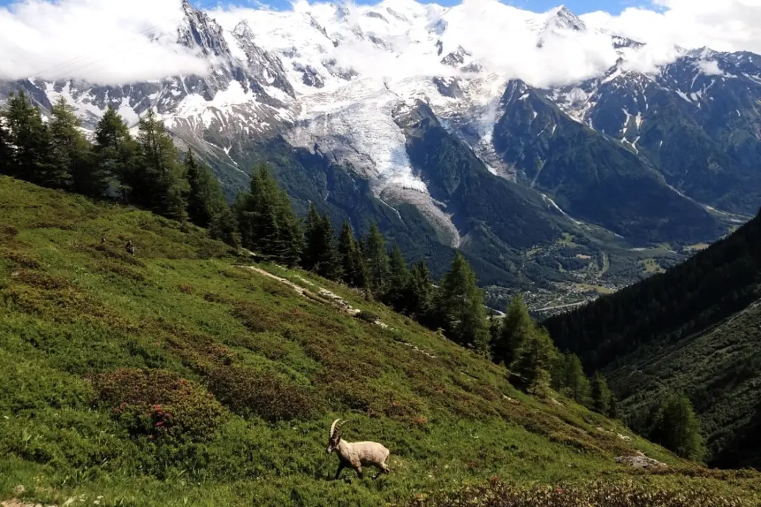 Chalet Cosy | Vue Mont-blanc