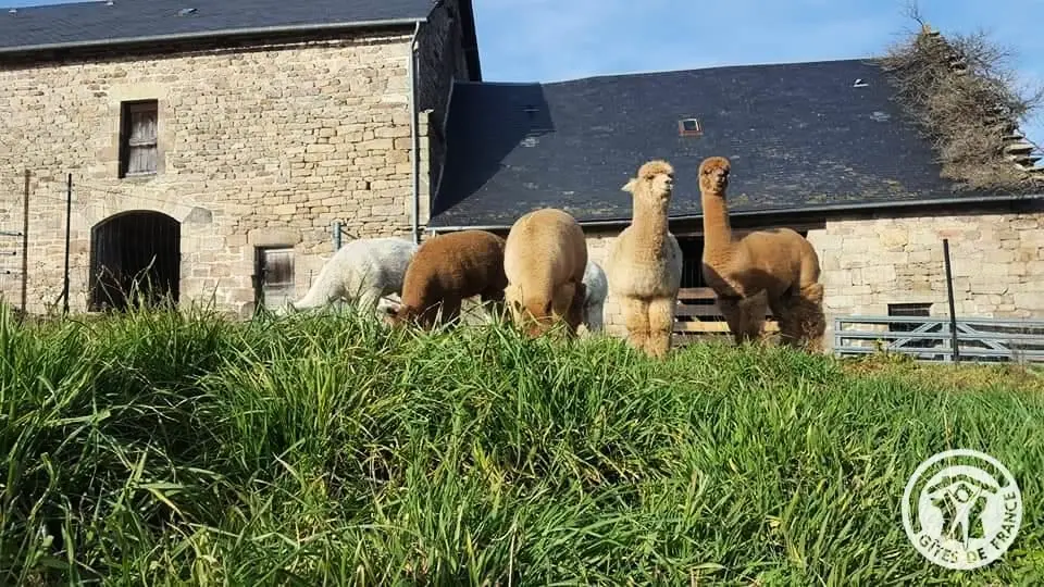 Gîte de France Des alpagas 2 épis