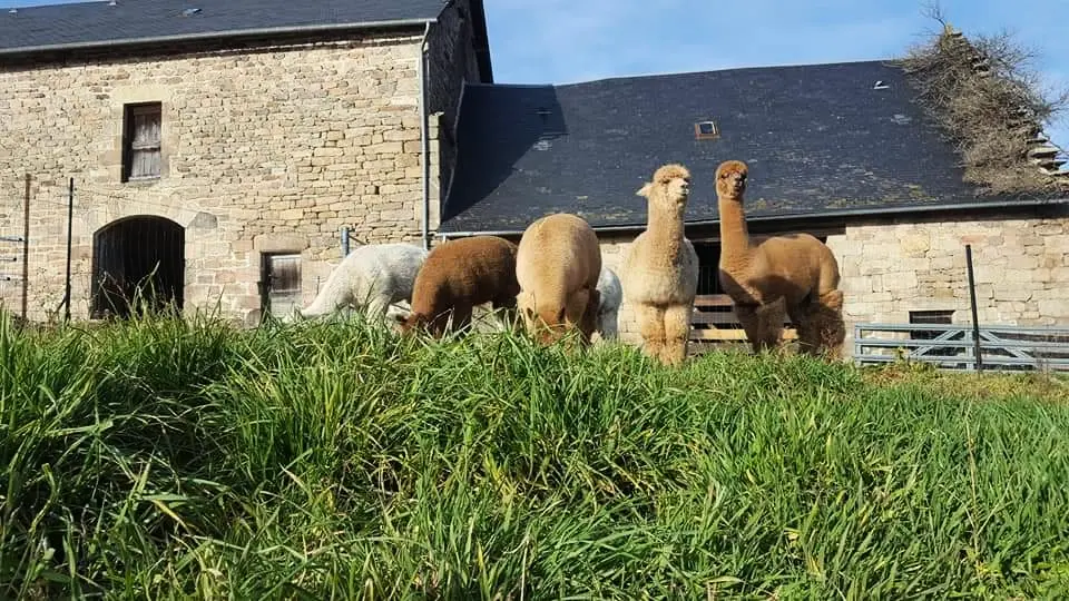 Gîte de France Des alpagas 2 épis