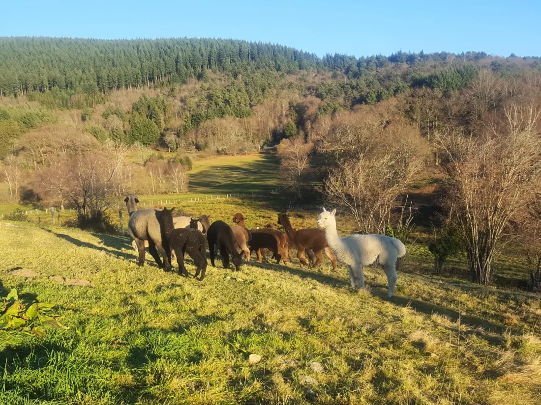 Gîte de France Des alpagas 2 épis