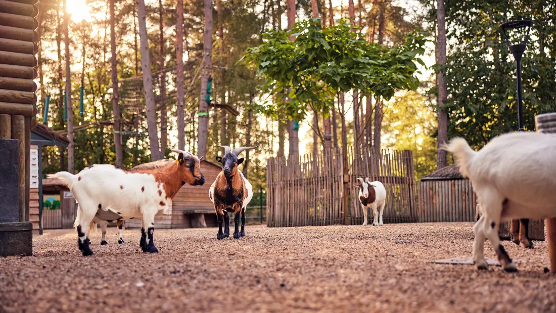 Center Parcs - Domaine des Hauts de Bruyères