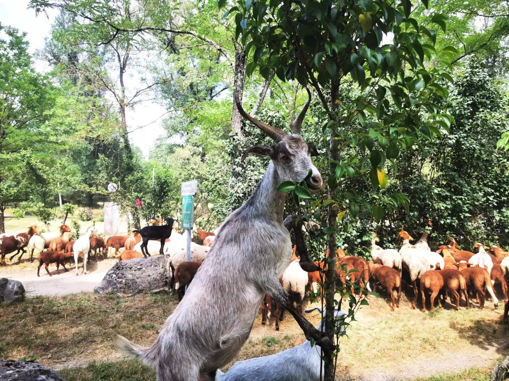 Camping Le Coin Charmant 3 étoiles★★★