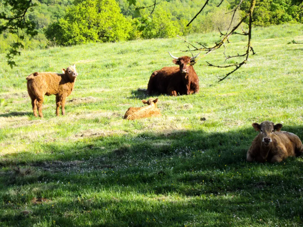 Maison de Vacances Labastide-Murat