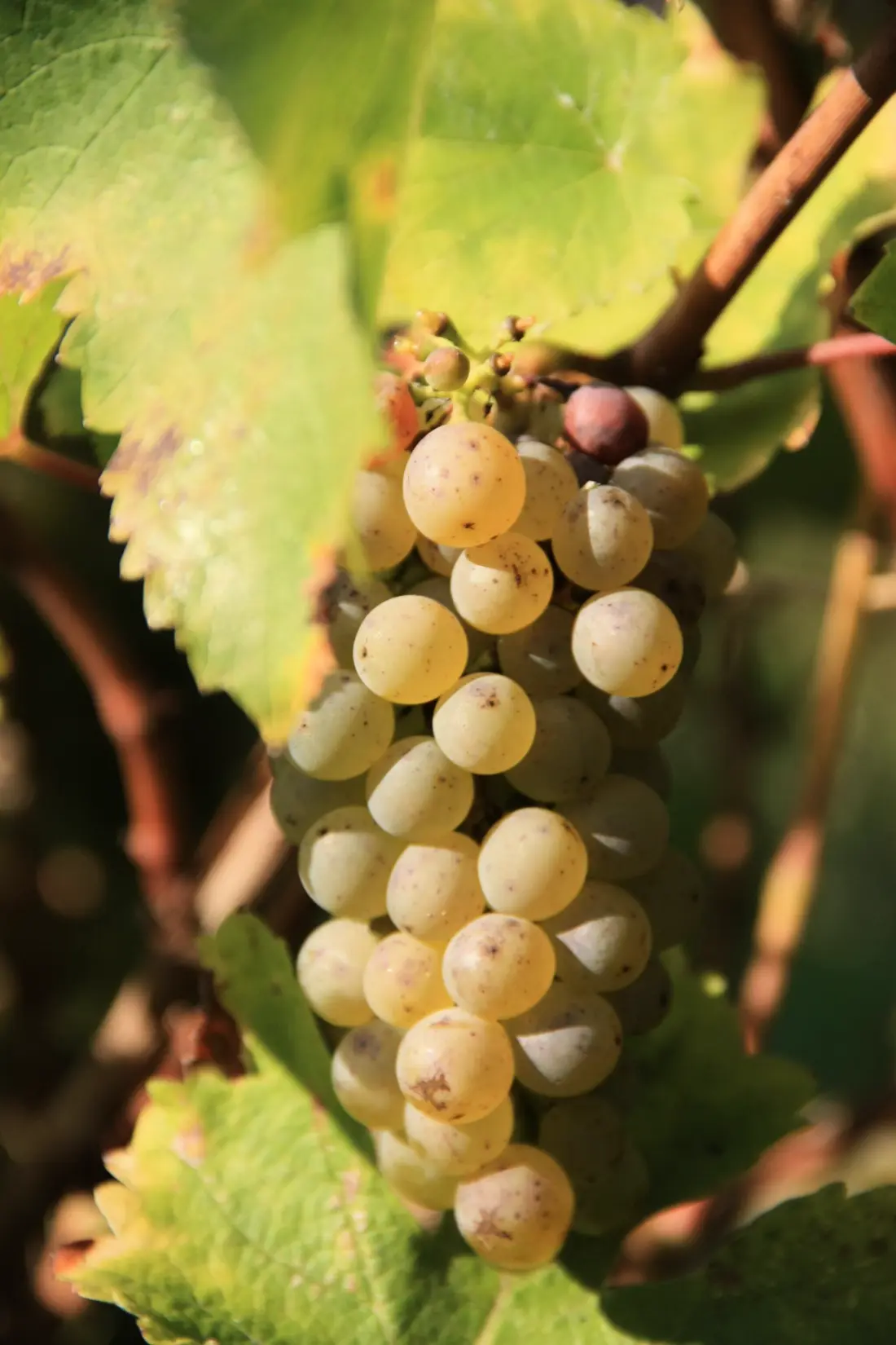 Camping La Vallée des Vignes4 étoiles★★★★