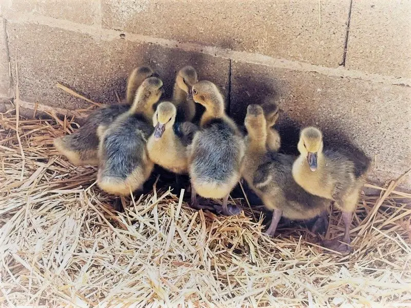 Gîte de France Gite du lapin bleu 3 épis