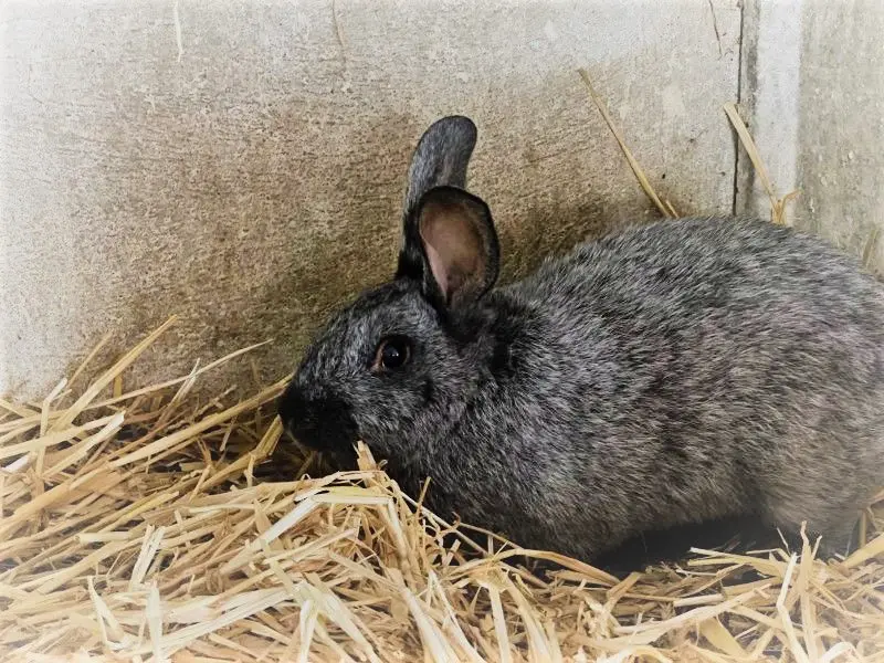 Gîte de France Gite du lapin bleu 3 épis